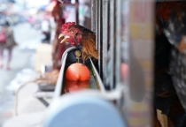  Bảo Chứng Cho Chất Lượng Và Sự An Toàn