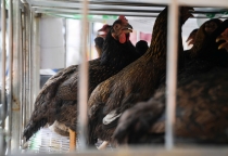 Gà Tâm Việt chuyên cung cấp bỏ sỉ đến các đại lý, các nhà bán lẻ.