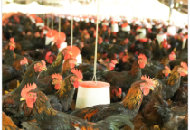 Nhà máy chế biến thức ăn chăn nuôi