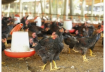 Năng lực phân phối