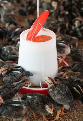 Thức ăn chăn nuôi gà ta thả vườn, đạt hiệu quả cao