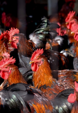 Trang trại con giống khoẻ mạnh