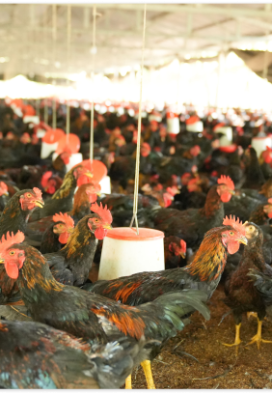 Chính sách cung cấp sỉ số lượng mỗi ngày