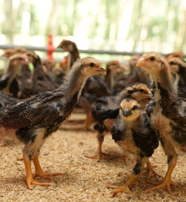 Trang trại và con giống