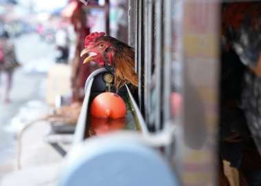  Bảo Chứng Cho Chất Lượng Và Sự An Toàn