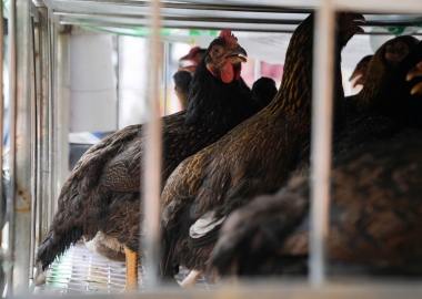 Gà Tâm Việt chuyên cung cấp bỏ sỉ đến các đại lý, các nhà bán lẻ.