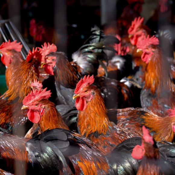 Trang trại con giống khoẻ mạnh