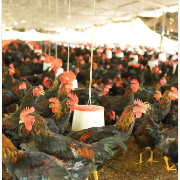 Chính sách cung cấp sỉ số lượng mỗi ngày