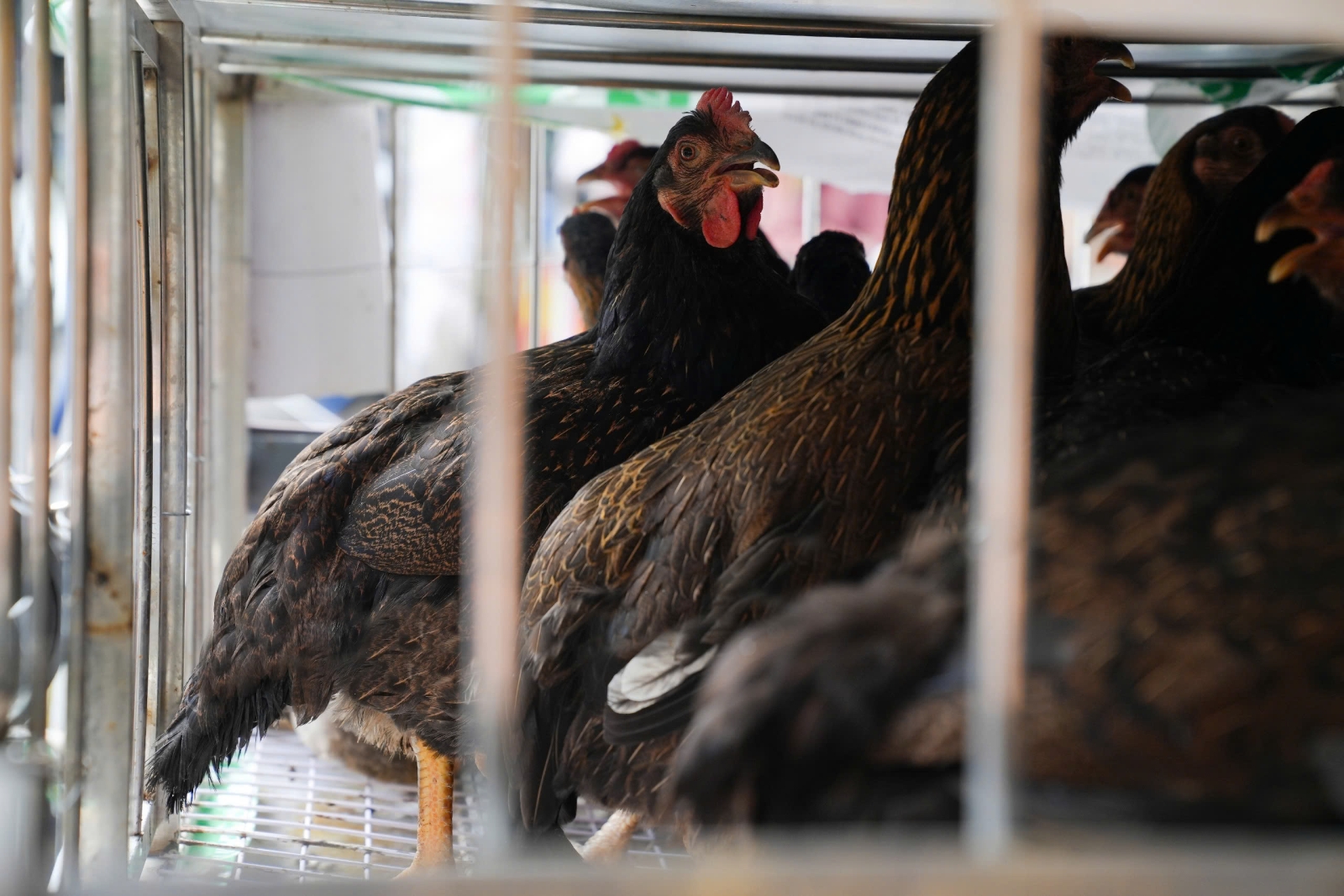 Gà Tâm Việt chuyên cung cấp bỏ sỉ đến các đại lý, các nhà bán lẻ.