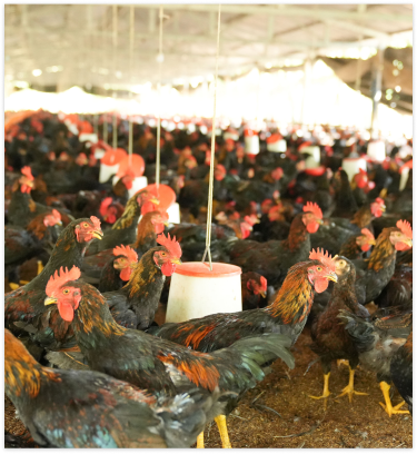 Nhà máy chế biến thức ăn chăn nuôi