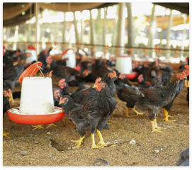 Năng lực sản xuất