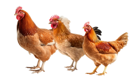 Chế biến và thành phẩm