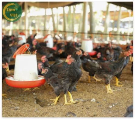 Năng lực phân phối