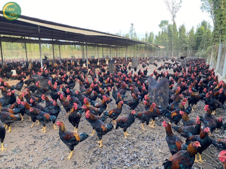 Gà Đã Làm Sạch (Gà Ta Tâm Việt)