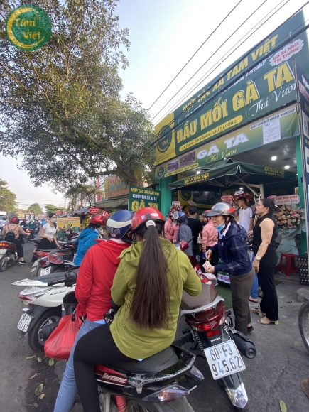 Gà Tre (Gà Mái Tâm Việt )