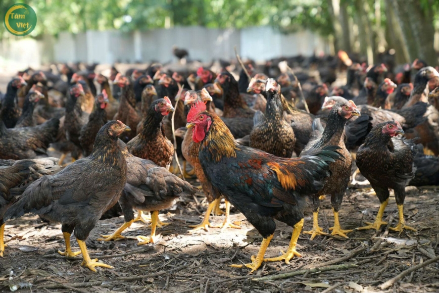 Gà Đã Làm Sạch (Gà Ta Tâm Việt)