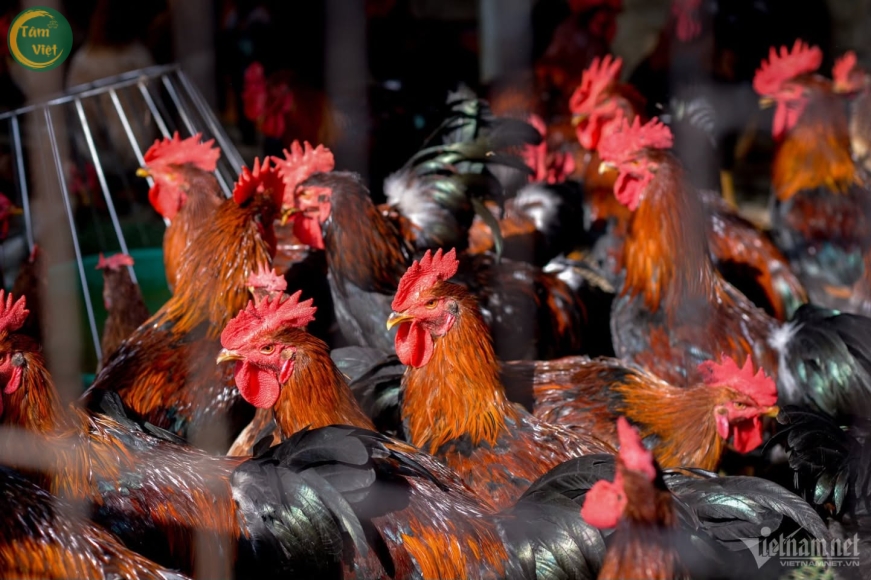 Gà Đã Làm Sạch (Gà Tam Hoàng Tâm Việt)