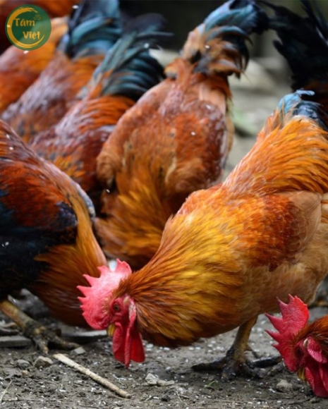 Gà Tam Hoàng (Gà Mái Tâm Việt)