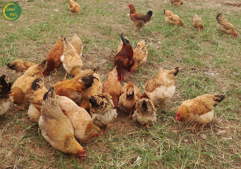 Gà Tam Hoàng (Gà Mái Tâm Việt)