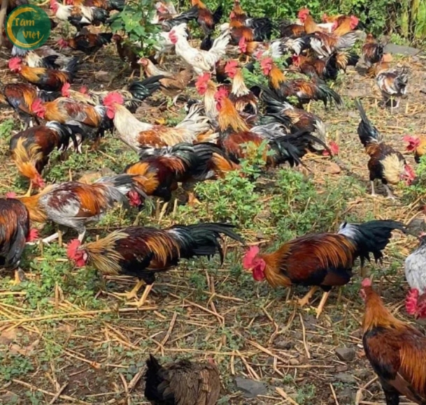Gà Tre (Gà Trống Tâm Việt)