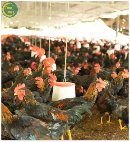 Chính sách cung cấp sỉ số lượng mỗi ngày