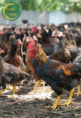 Gà Tre (Gà Mái Tâm Việt )