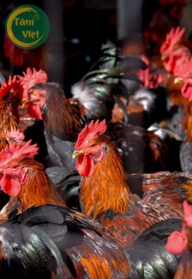 Gà Ta (Gà Trống Tâm Việt)