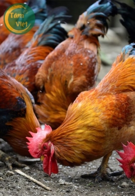 Gà Ta (Gà Mái Tâm Việt)