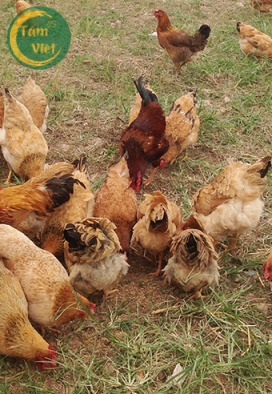 Gà Tam Hoàng (Gà Mái Tâm Việt)