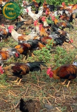 Gà Tre (Gà Trống Tâm Việt)