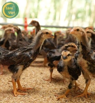 Trang trại và con giống