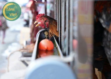  Bảo Chứng Cho Chất Lượng Và Sự An Toàn