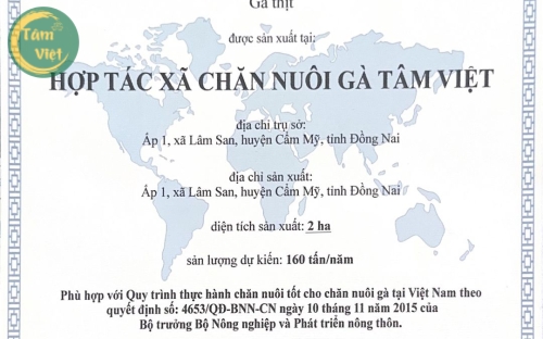 Quy trình nuôi gà thả vườn theo tiêu chuẩn VietGAP 