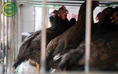 Gà Tâm Việt chuyên cung cấp bỏ sỉ đến các đại lý, các nhà bán lẻ.
