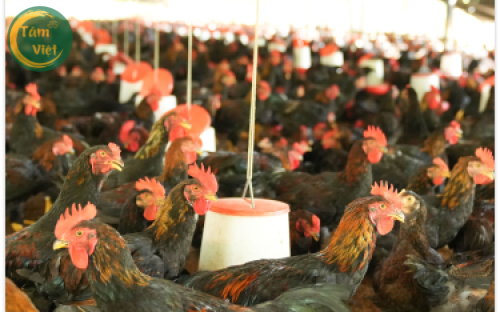 Nhà máy chế biến thức ăn chăn nuôi