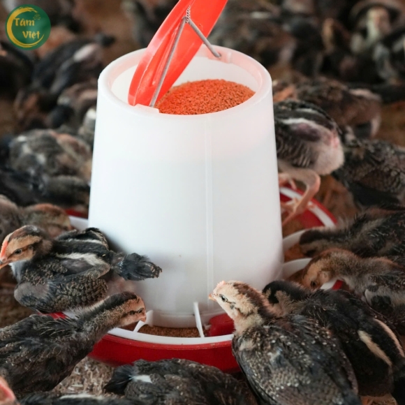 Thức ăn chăn nuôi gà ta thả vườn, đạt hiệu quả cao