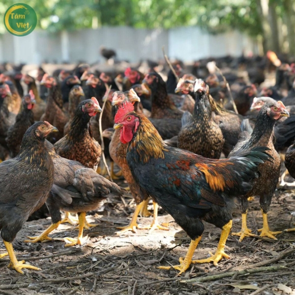 Gà Tre (Gà Mái Tâm Việt )