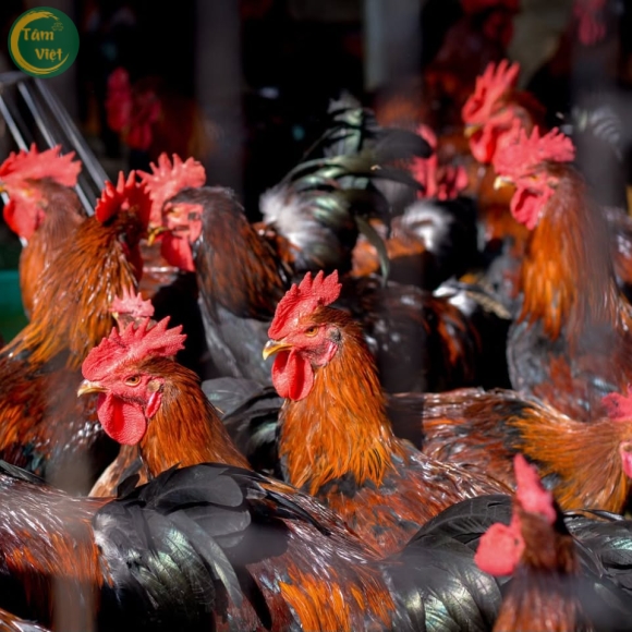 Gà Ta (Gà Trống Tâm Việt)