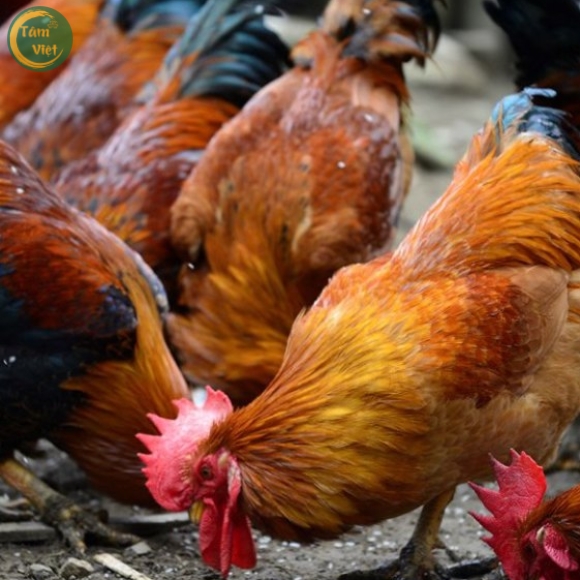 Gà Ta (Gà Mái Tâm Việt)