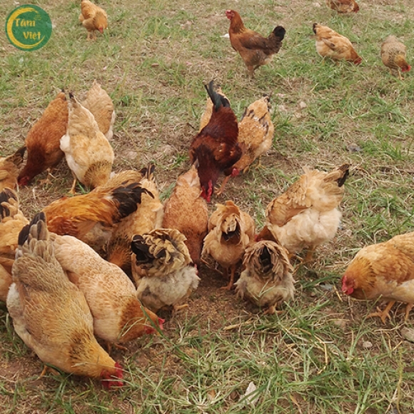 Gà Tam Hoàng (Gà Mái Tâm Việt)