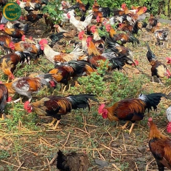 Gà Tre (Gà Trống Tâm Việt)