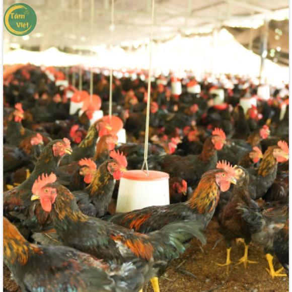 Chính sách cung cấp sỉ số lượng mỗi ngày